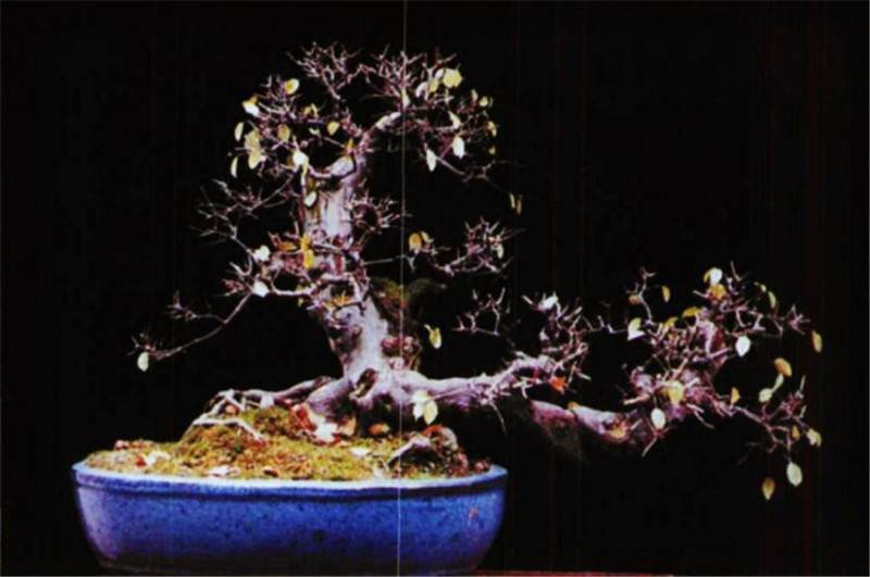 雀每盆景怎么修剪和过冬的4个方法