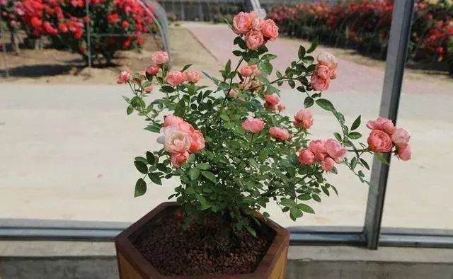 紫薇盆景秩序简单修剪就可以