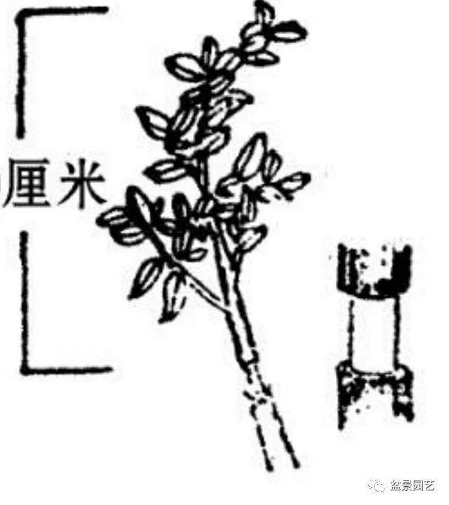 制作盆景高压繁殖的5个方法