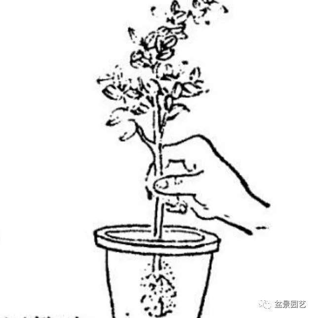 制作老桩盆景高压繁殖怎么用生根剂