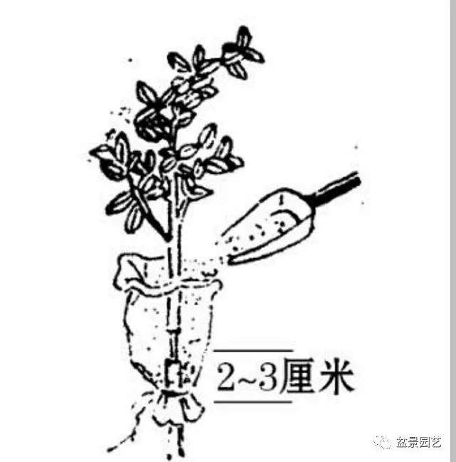 制作老桩盆景高压繁殖怎么用生根剂