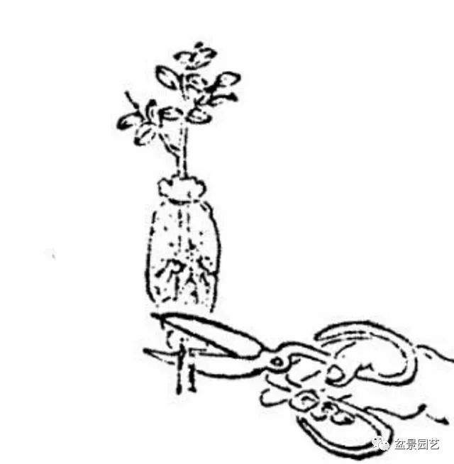 制作老桩盆景高压繁殖怎么用生根剂