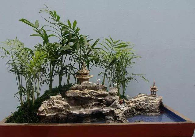 微型盆景的方法介绍和注意事项