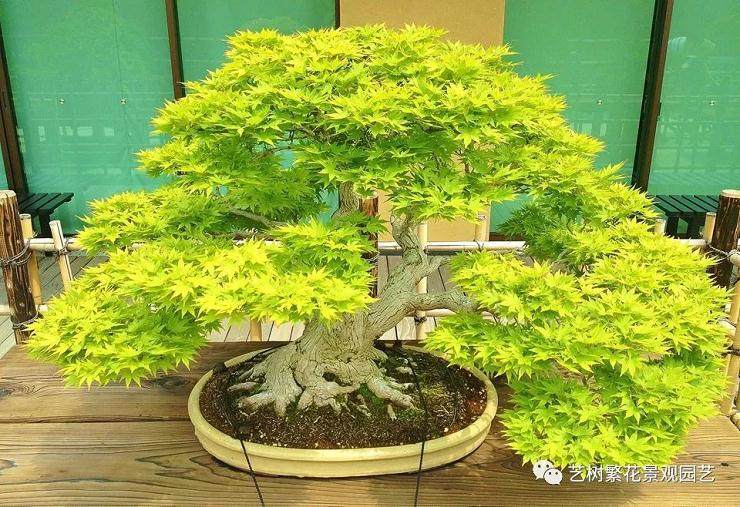 枫树盆景的养护管理