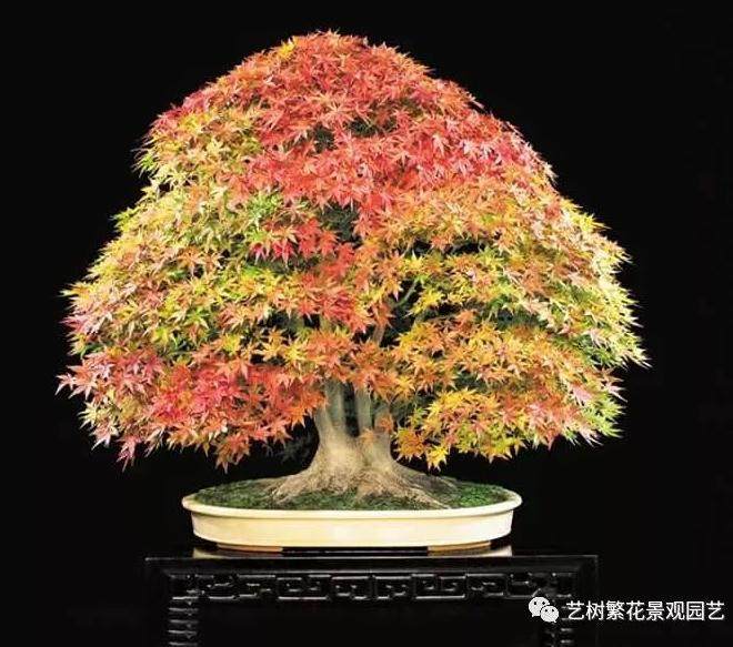 枫树盆景的塑形与盆土选用