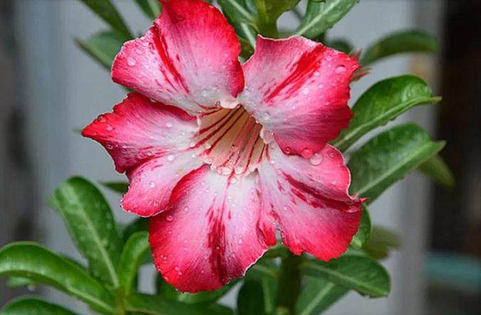 盆栽绿植新宠沙漠玫瑰 教你怎么养?