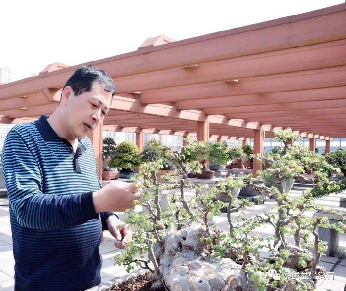 走进中盆协副会长于如忠的盆景世界