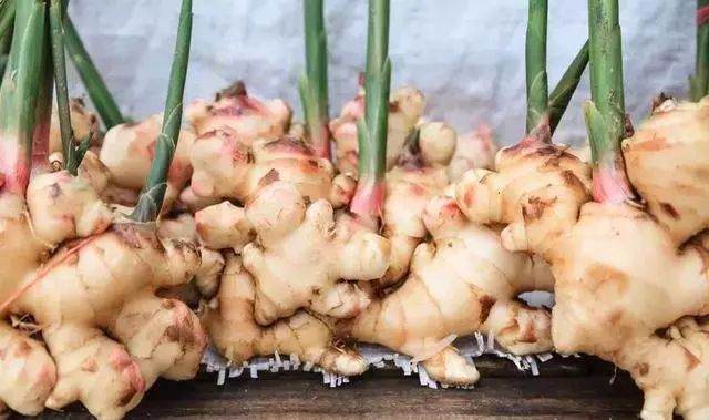 在家里养护生姜盆栽需要注意的几个技巧