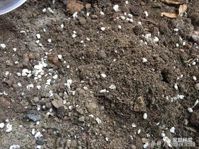 阳台种菜怎样施肥?盆栽蔬菜怎么施肥?