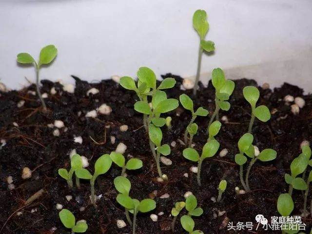 阳台种菜怎样施肥?盆栽蔬菜怎么施肥?