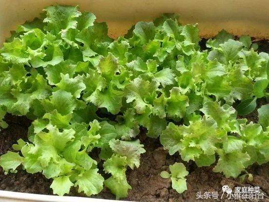 阳台种菜怎样施肥?盆栽蔬菜怎么施肥?