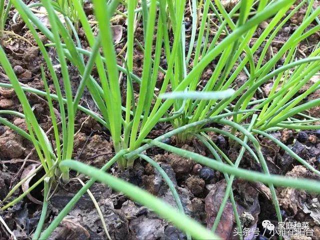 阳台种菜怎样施肥?盆栽蔬菜怎么施肥?