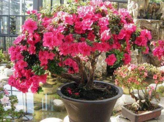 盆栽西洋鹃怎么养殖?