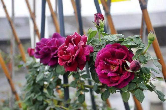 月季一枝花 全靠肥当家 盆栽施肥