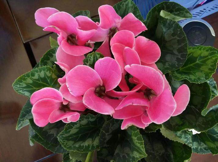 种植仙客来盆栽的5个要点 图片