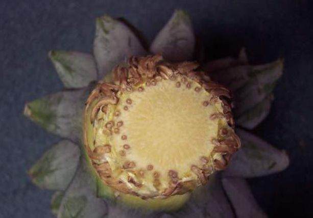 图解制作菠萝盆栽的全过程 图片