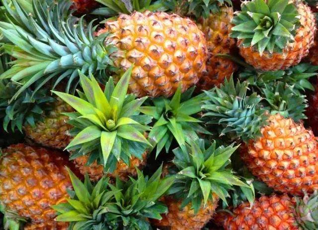 图解制作菠萝盆栽的全过程 图片