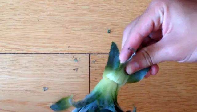 图解制作菠萝盆栽的全过程 图片