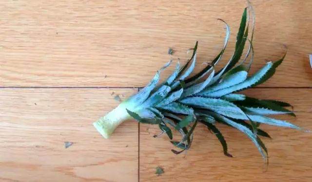 图解制作菠萝盆栽的全过程 图片