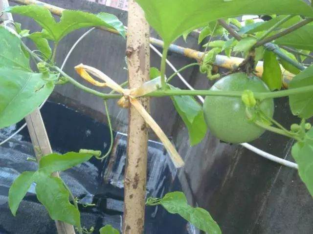 图解百香果盆栽的制作过程