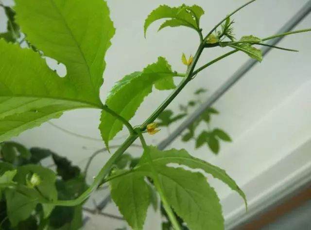 图解百香果盆栽的制作过程 图片