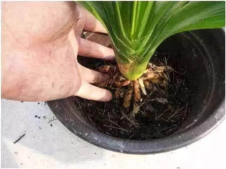 只需3步就可以救活将死的盆栽花卉