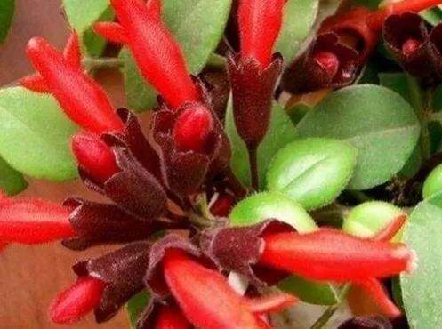 口红花盆子啊性喜温暖而明亮光照的半阴环境