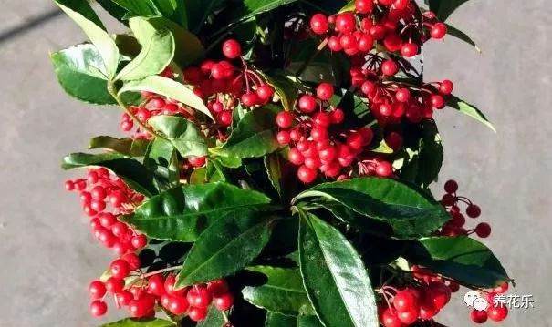 冬季最耐寒的盆栽植物 你家有么?