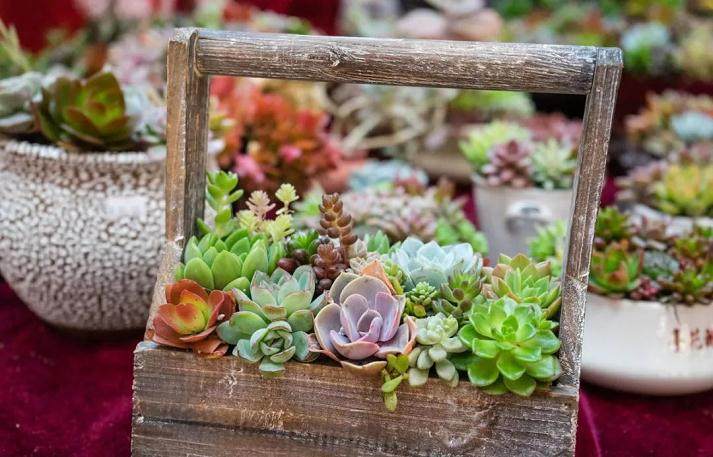 多肉养护要有好的透气的土壤与适量的水