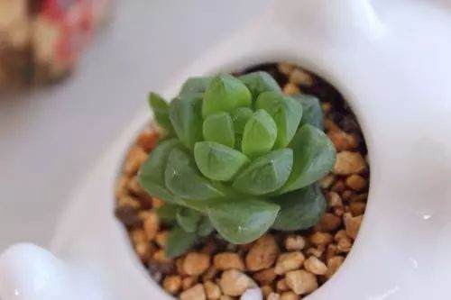 多肉玉露怎么养？掌握这4点习性，就能养好！