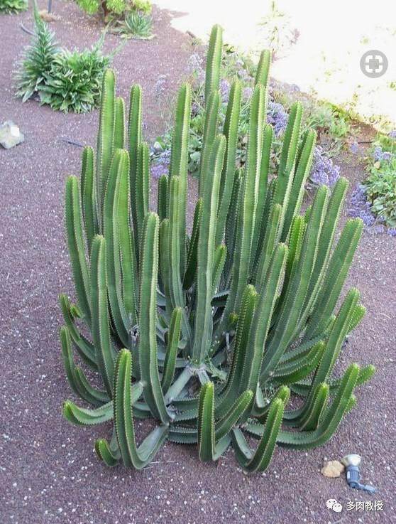 多肉丢在路边10年没管 结果长疯了!