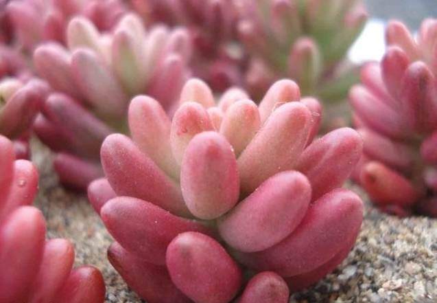 出现这3种情况 再纠结多肉也要换盆!