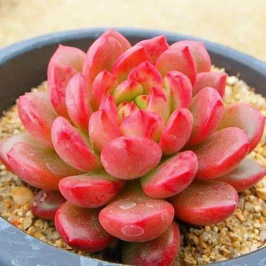 出现这3种情况 再纠结多肉也要换盆