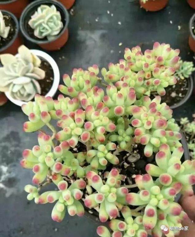 多肉是个小吃货 施肥这个越长越旺！