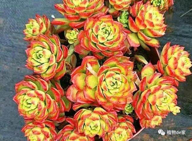 阳光 水和温度是多肉植物生长的三大要素