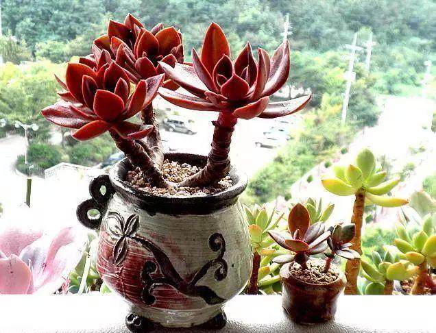 如何防治黑腐导致多肉植物不停掉叶子?