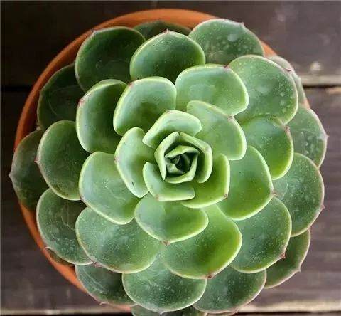 多肉玉蝶 冬季怎么浇水养护的方法