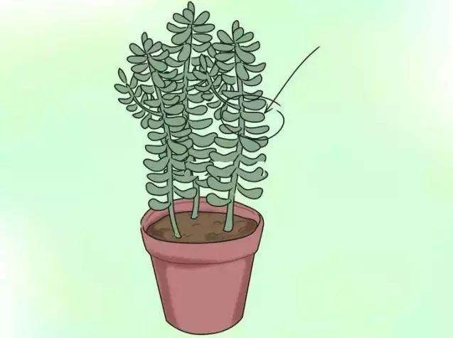 多肉玉蝶 冬季怎么养护的技巧 图片