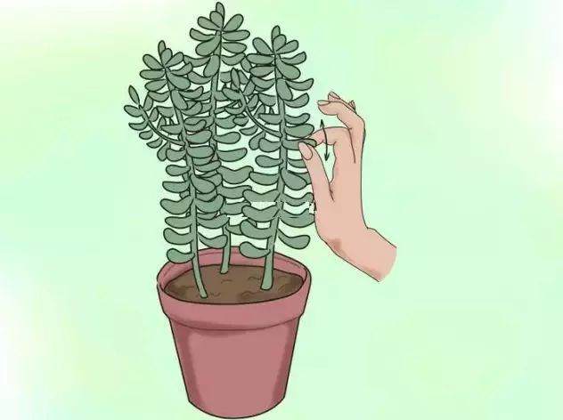 多肉玉蝶 冬季怎么养护的技巧 图片