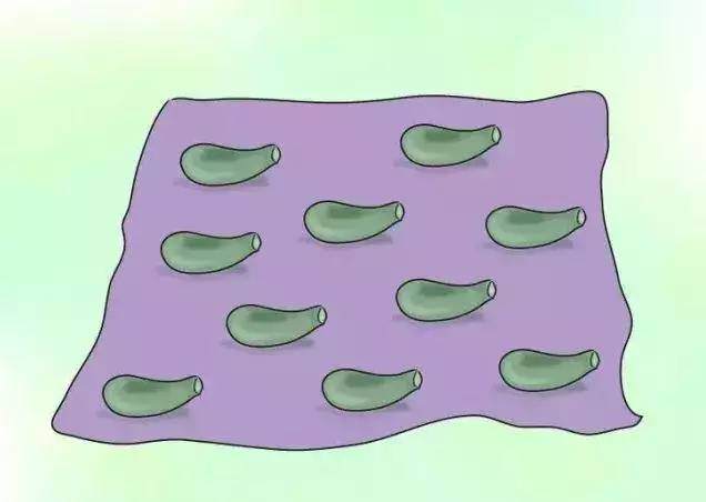 多肉玉蝶 冬季怎么养护的技巧 图片