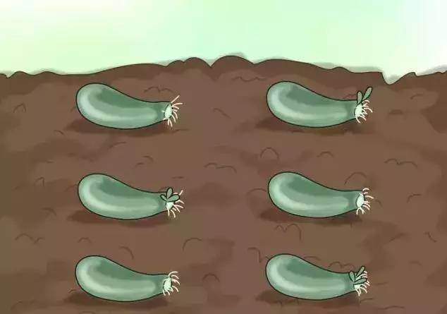 多肉玉蝶 冬季怎么养护的技巧 图片