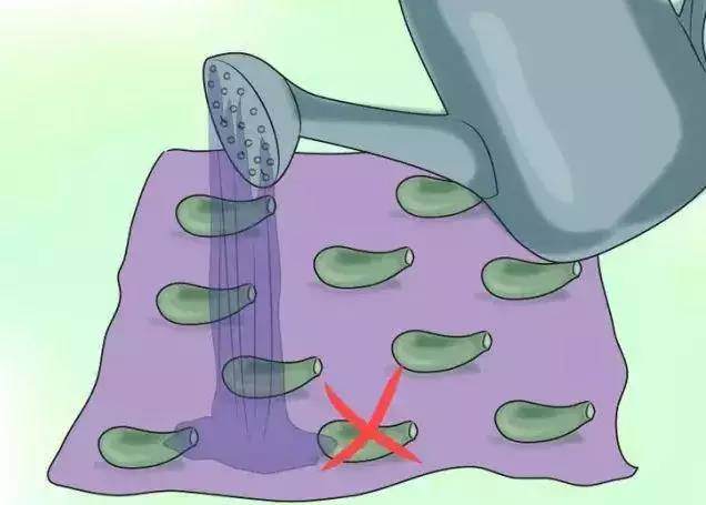 多肉玉蝶 冬季怎么养护的技巧 图片