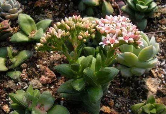 能用路边花坛的泥土养多肉吗?