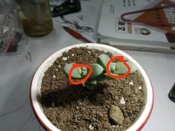 鹿角海棠多肉的叶子要干死了怎么办?