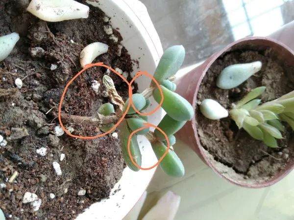 鹿角海棠多肉的叶子要干死了怎么办?