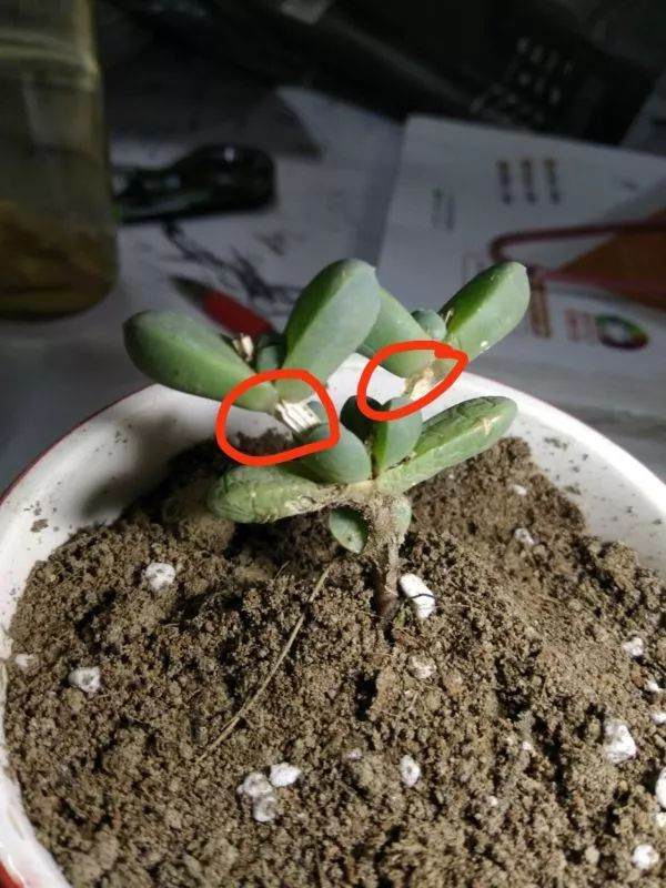 鹿角海棠多肉的叶子要干死了怎么办?