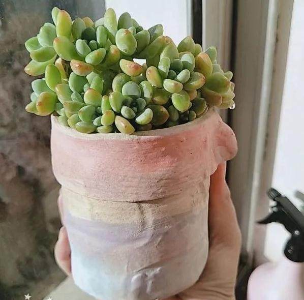 这是罗琦 还是劳尔多肉?