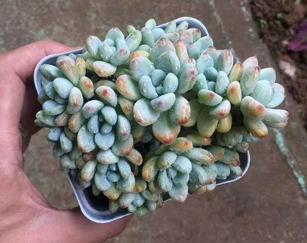 这是罗琦 还是劳尔多肉 图片