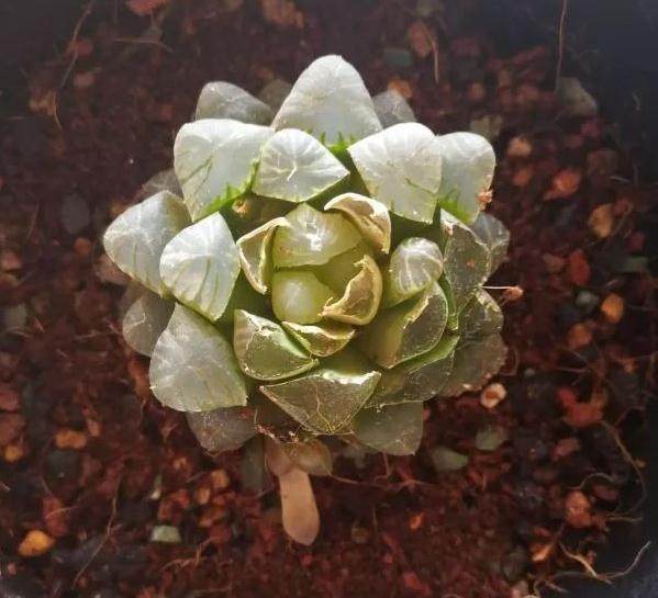 我的姬玉露多肉被兔子吃了怎么办?