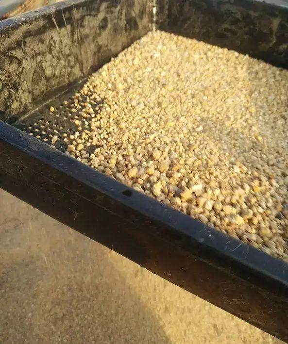 多肉植物怎么河沙生根的方法 图片